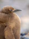 King penguin chick on beach in the Falkland Islands in the South Atlantic, Saunders Island. Art Print
